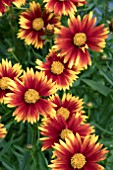 COREOPSIS LITTLE BANG DAYBREAK