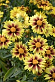 COREOPSIS LITTLE BANG ENCHANTED EVE