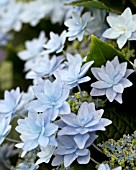 HYDRANGEA FIREWORKS BLUE