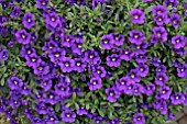 CALIBRACHOA CABARET LAVENDER