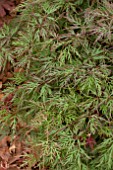 ACER PALMATUM DISSECTUM ORANGEOLA