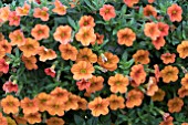 CALIBRACHOA CAN CAN ORANGE