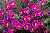 CALIBRACHOA STARLIGHT PINK