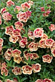 CALIBRACHOA CAN CAN DOUBLE APRICOT WITH RED EYE