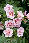 CALIBRACHOA CAN CAN DOUBLE PINK