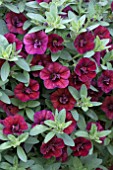 CALIBRACHOA CAN CAN DOUBLE WINE RED