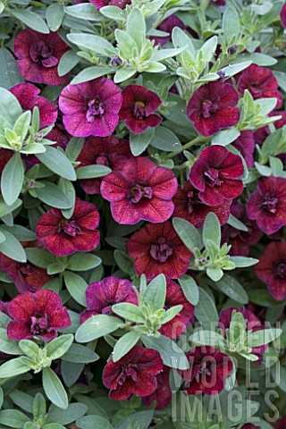 CALIBRACHOA_CAN_CAN_DOUBLE_WINE_RED