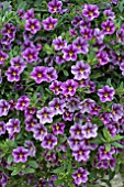 CALIBRACHOA CAN CAN VIOLET GLINT