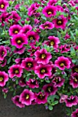 CALIBRACHOA PUNCH STRAWBERRY