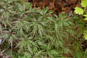 ACER PALMATUM DISSECTUM ORANGEOLA