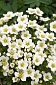 SAXIFRAGA ALPINO EARLY LIME