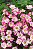 SAXIFRAGA ALPINO EARLY PICOTEE