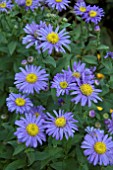 ASTER X FRIKARTII JUNGFRAU