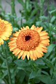 CALENDULA CROWN ORANGE