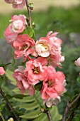 CHAENOMELES FALCONET CHARLET