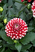 DAHLIA DALINA MAXI MERIDA