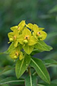 EUPHORBIA GOLDENER TURM