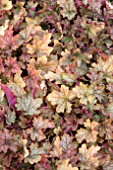 HEUCHERA CARNIVAL FALL FESTIVAL