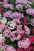 PENTAS RISING STAR MIX