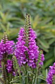 PHYSOSTEGIA AUTUMN CARNIVAL