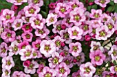 SAXIFRAGA ALPINO EARLY PINK HEART