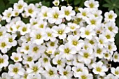 SAXIFRAGA ALPINO EARLY WHITE