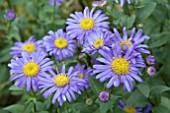 ASTER FRIKARTII JUNGFRAU