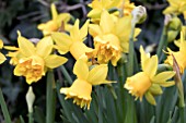 NARCISSUS TETE DELUXE