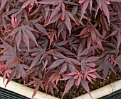 ACER PALMATUM DISSECTUM SHAINA