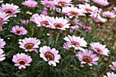 ARGYRANTHEMUM GRANDAISY PINK HALO