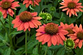 ECHINACEA SOMBRERO ADOBE ORANGE