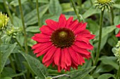 ECHINACEA SOMBRERO SALSA RED