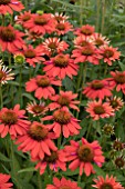 ECHINACEA SOMBRERO ORANGE