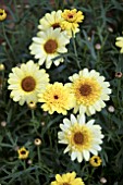 ARGYRANTHEMUM GRANDAISY BRIGHT YELLOW