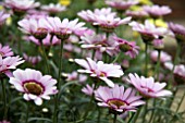 ARGYRANTHEMUM GRANDAISY PINK HALO