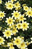 BIDENS GOLDEN EYE