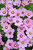 COSMOS SONATA PINK BLUSH