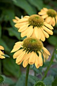 ECHINACEA SOMBRERO LEMON YELLOW