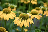 ECHINACEA SOMBRERO LEMON YELLOW