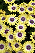 OSTEOSPERMUM SERENITY BLUE EYED BEAUTY