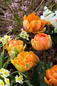 TULIPA ORANGE PRINCESS