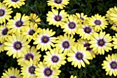 OSTEOSPERMUM SERENITY BLUE EYED BEAUTY