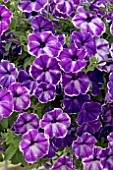 PETUNIA DESIGNER INKSPOT