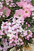 PETUNIA VERBENA AND IVY GERANIUM COMBINATION