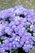 AGERATUM BARIELLA BLUE