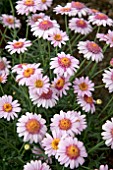 ARGYRANTHEMUM LARITA ROSE