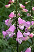 DIGITALIS KNEE HIGH ROSE