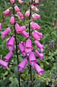 DIGITALIS KNEE HIGH PINK