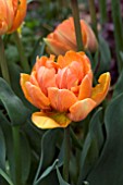 TULIPA ORANGE PRINCESS