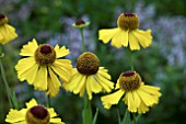 HELENIUM WERSERGOLD